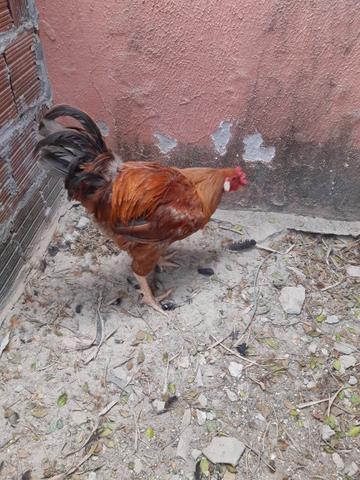 Belo galo reprodutor porte grande - Foto 3