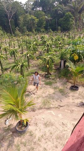 Mudas de pitaya 10 reais