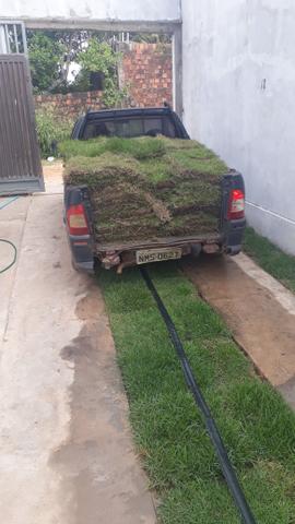 Grama esmeralda de qualidade