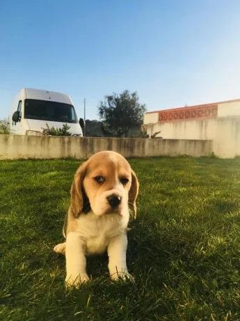 Beagle com pedigree, vacinados e vermifugados a pronta entrega