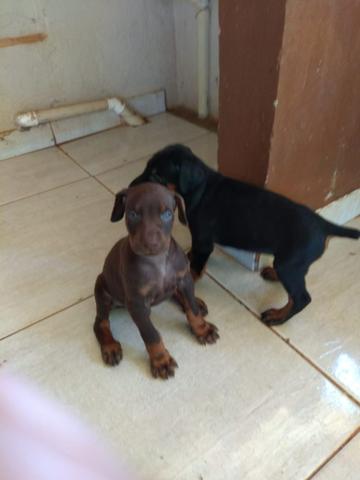 Filhotes de Doberman - Foto 6