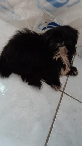 Cachorrinha fêmea - Foto 2