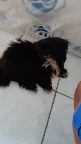 Cachorrinha fêmea