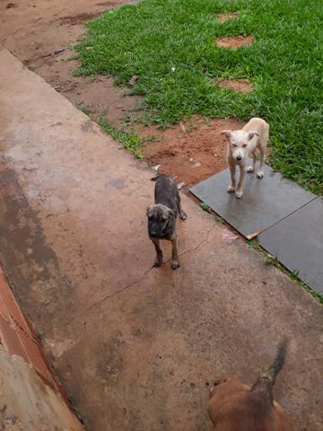 Doa se cachorrinho - Foto 2
