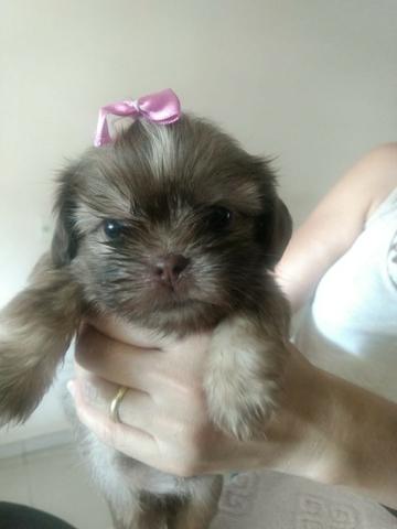 Vendo filhote fêmea da raça Shih Tzu com 44 dias.