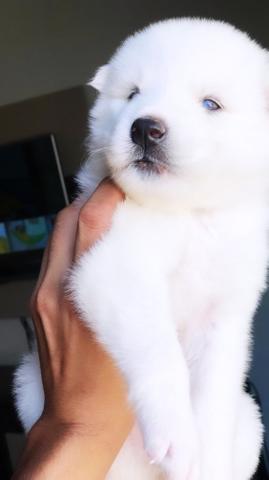 Filhotes de Husky Siberiano Wooly - Barreiras-BA - Foto 3