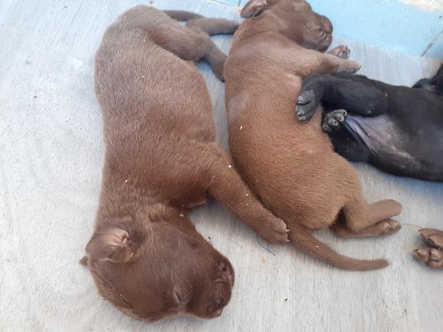 Vendo filhotes de labrador - Foto 2