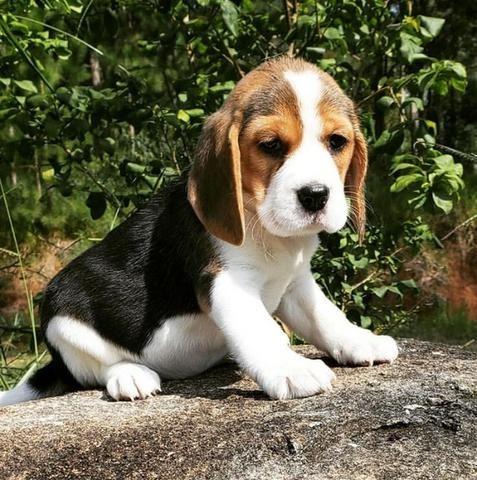Lindos filhotes de Beagle