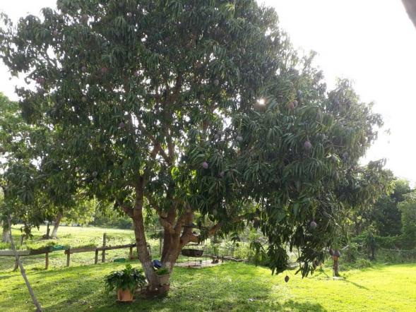 Chácara à venda em Zona rural, Varzea grande cod:20849 - Foto 16