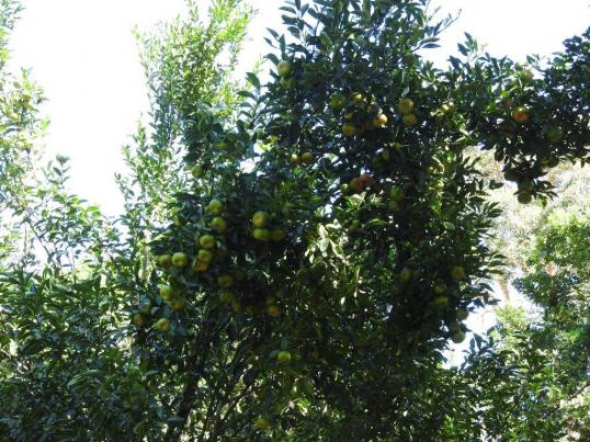 Chácara à venda em Estancia terra da gente, Cuiaba cod:14757 - Foto 6