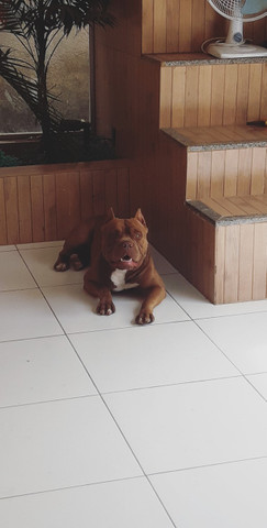 Pitbull - Foto 5