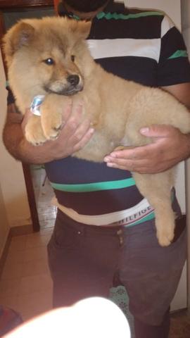 Chow-chow, linhagem top! - Foto 6