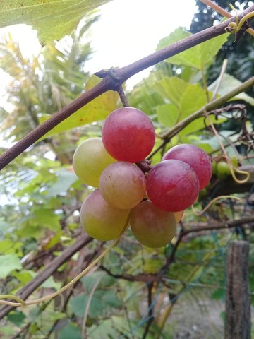Mudas de Uvas Niagara Rosada