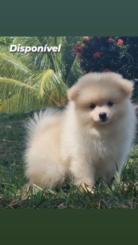 Lindo Bebê Spitz de altíssimo padrão genético 