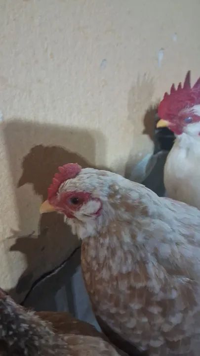 Vendo galos e galinhas garnizés - Foto 2