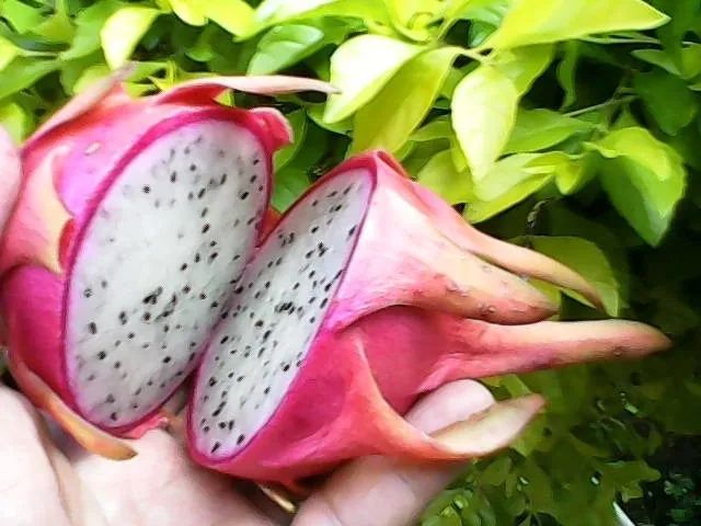 Mudas de Pitaya Vermelha Polpa Branca ou Vermelha - Guarulhos