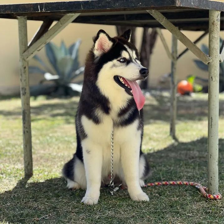 Husky procura namorada 