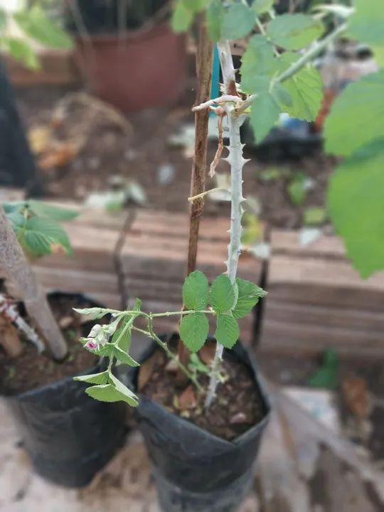 Muda de framboesa preta 90cm - Foto 3