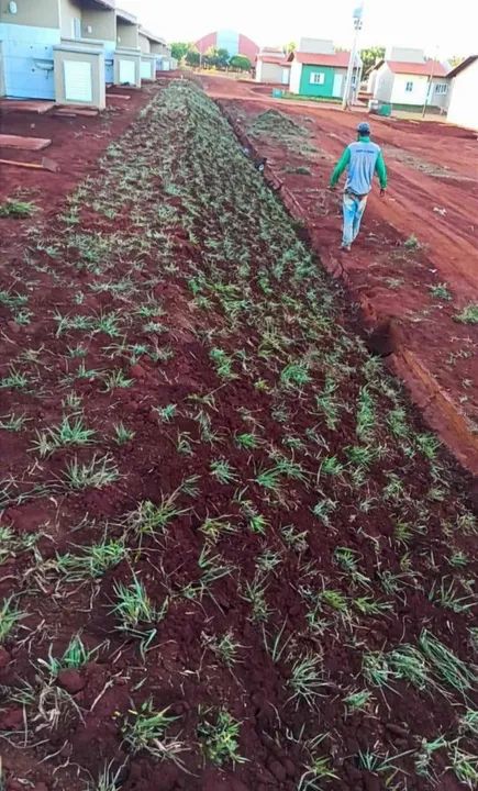 Grama nova para o seu jardim - Foto 6