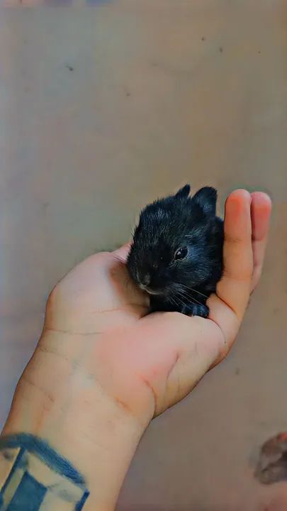 Coelho Netherland menor do planeta? - Foto 5