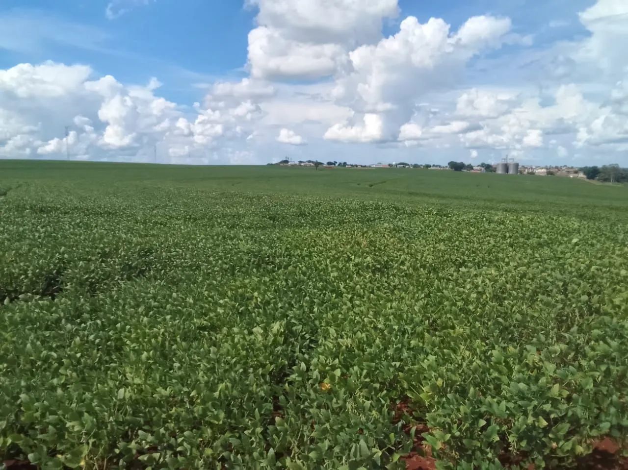 Fazenda 281 alqueiro