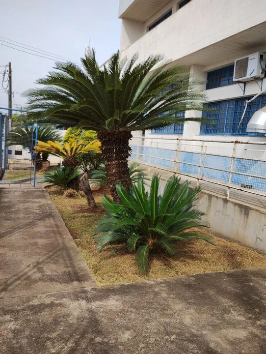Jardinagem e podas  - Foto 4