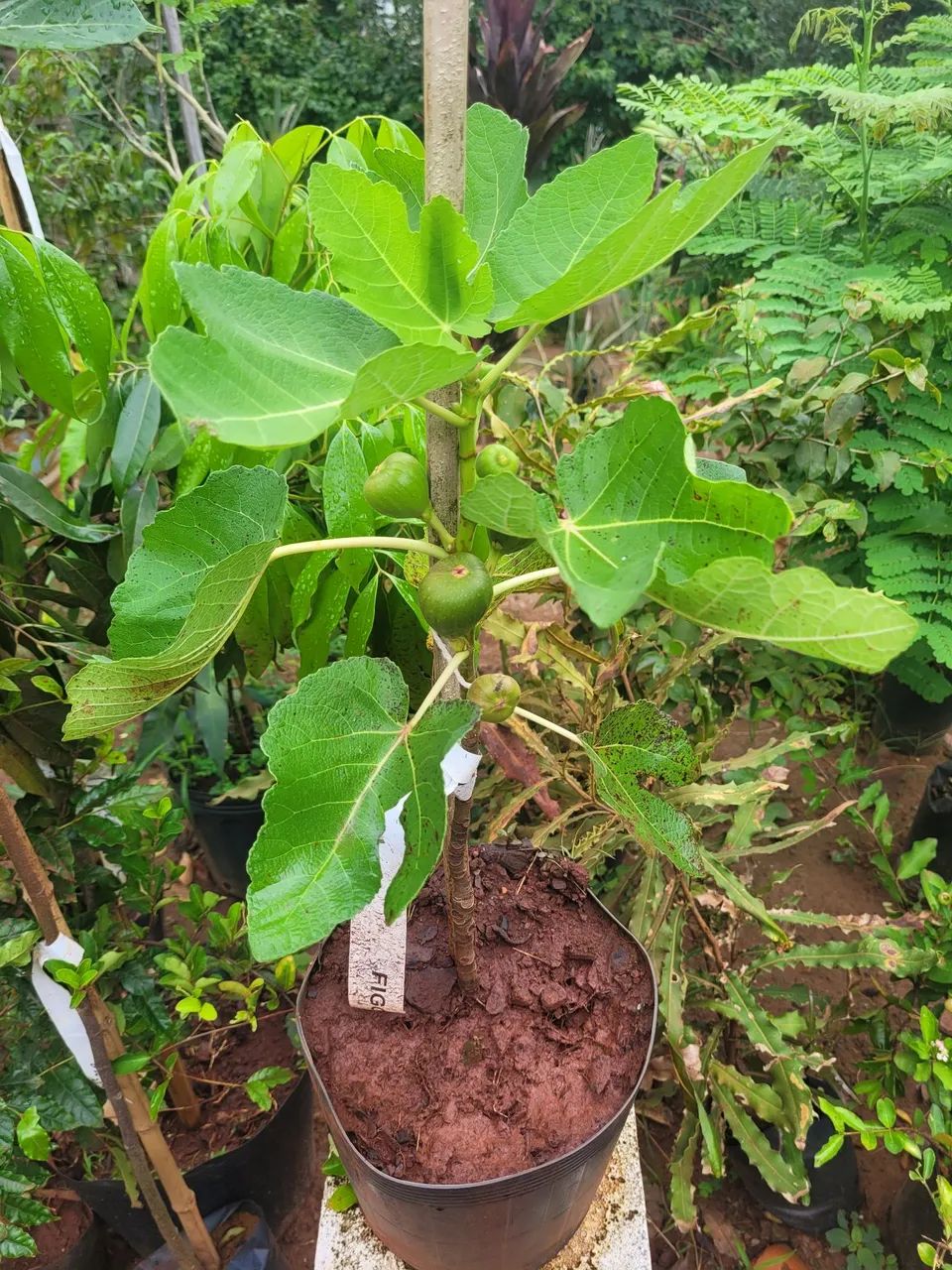 Mudas Frutíferas Enxertadas 