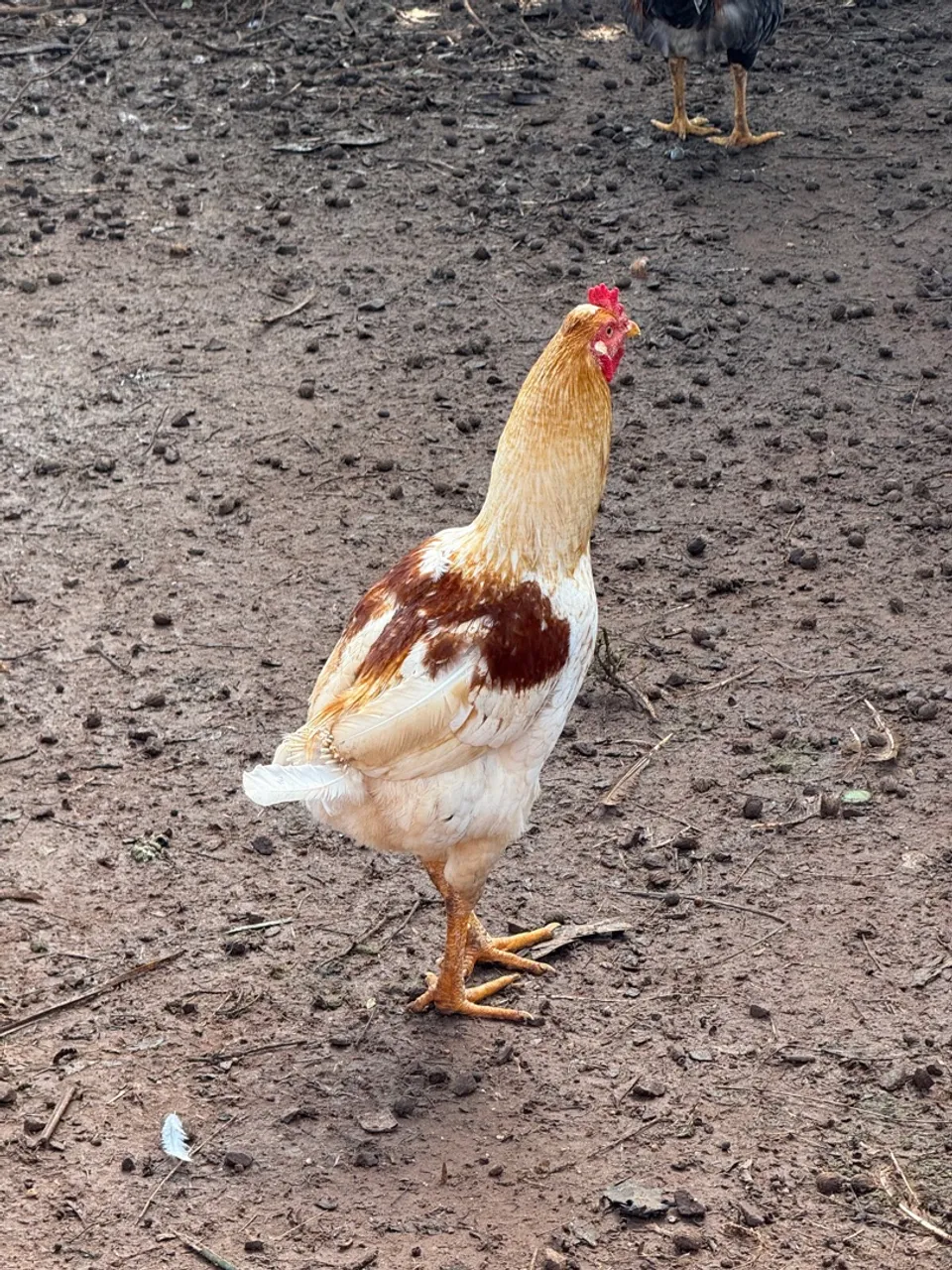 Galinha Caipira
