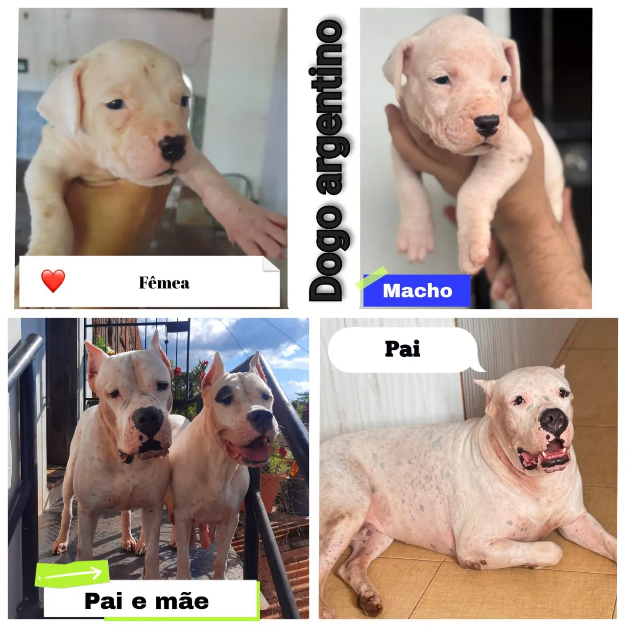 Filhotes de Dogo Argentino - Macho e Fêmea