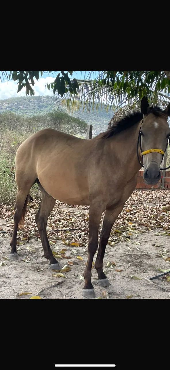 Vendo Potra de segunda muda, prenha de animal bacheiro - Foto 3