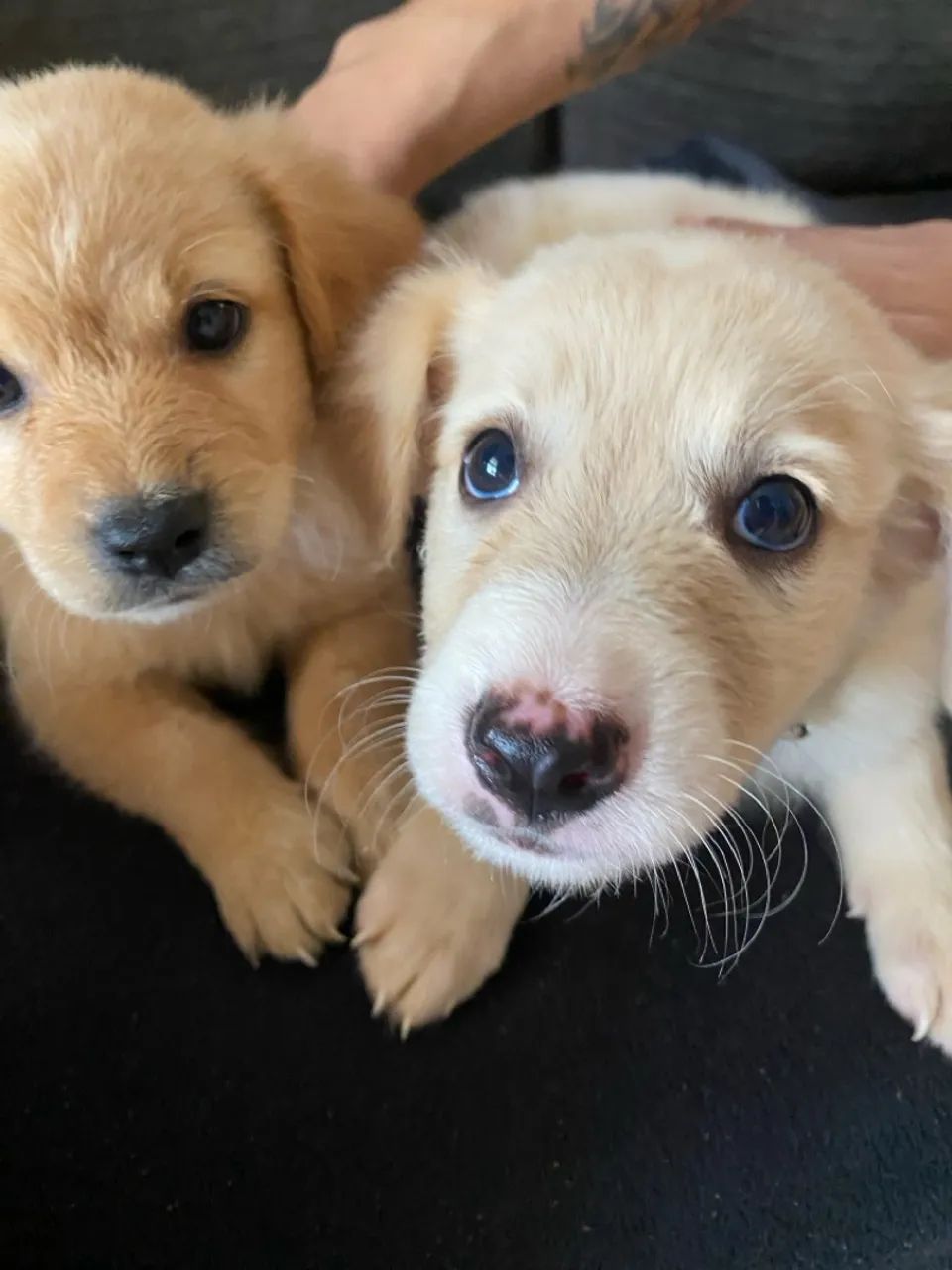 Filhote Golden Retriever - Foto 2