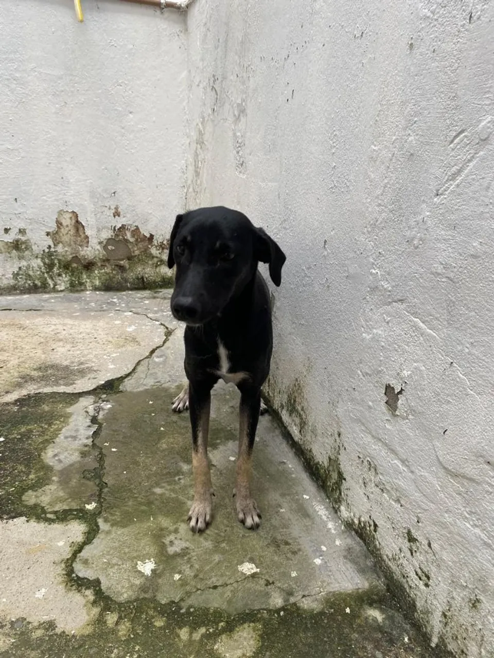 Cachorro mestiça para adoção