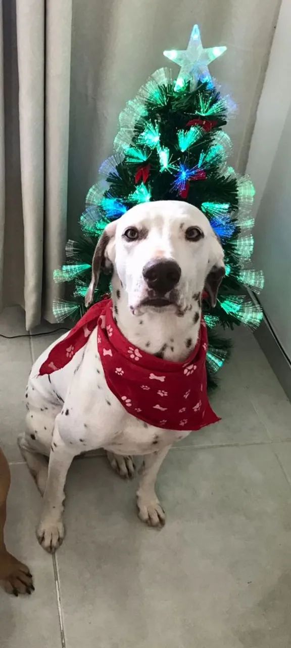 Dálmata disponível para adoção - Foto 4