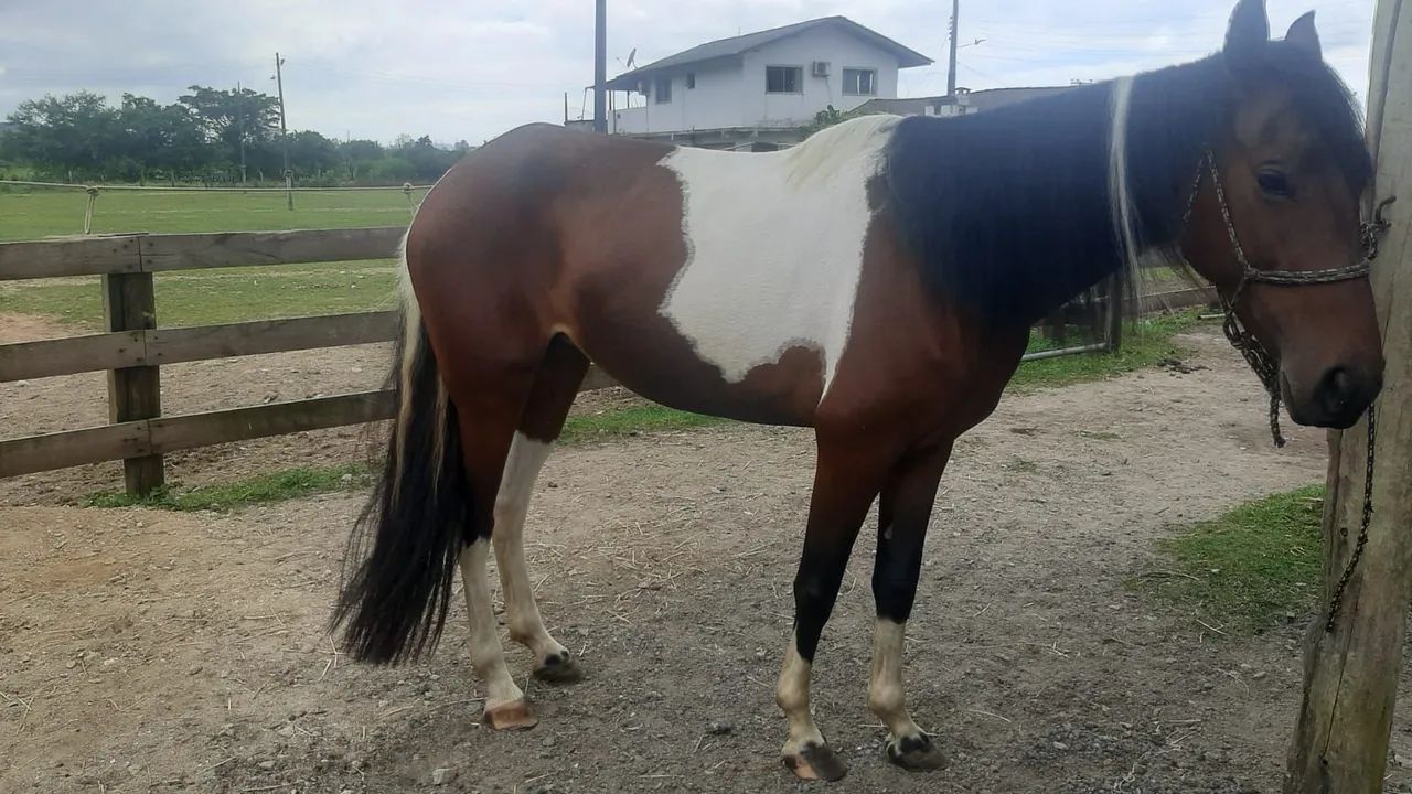 Égua manga larga máquina de marchar  - Foto 5