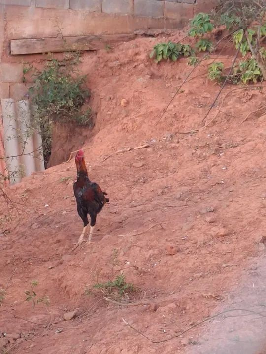 Frango indio 