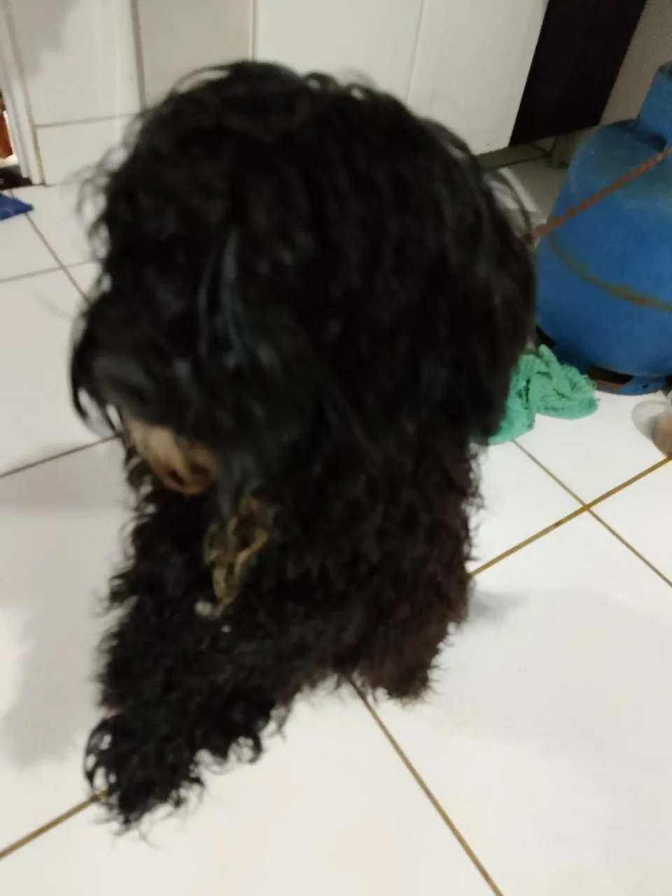 Vende-se uma cachorrinha pudoo número 1 valor 350