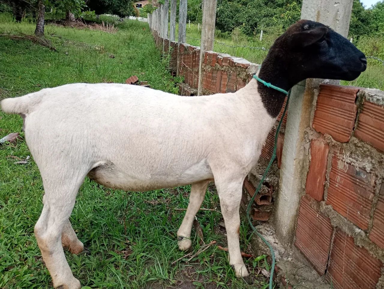 3 Ovelhas Dorper PO Prenhas - Foto 3