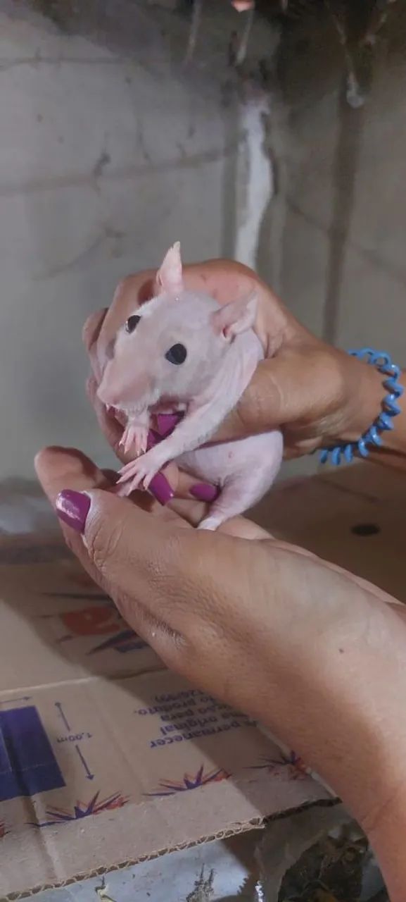 Twister sem pelo muito dócil 