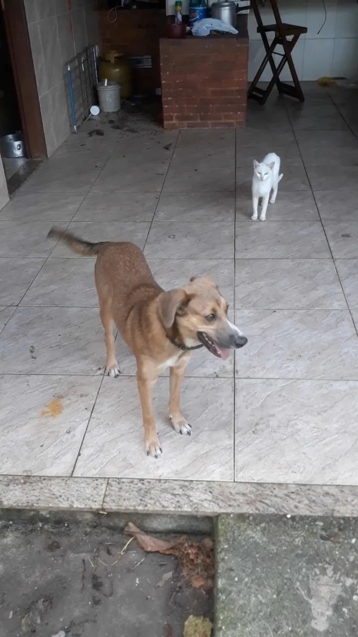 Cachorro
