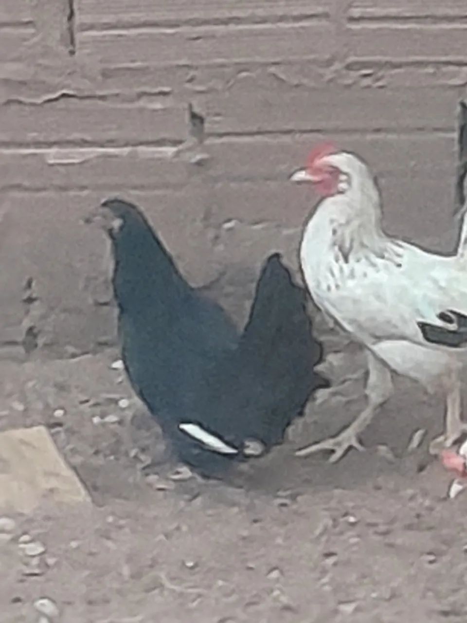 Vende-se Galinze  - Foto 6