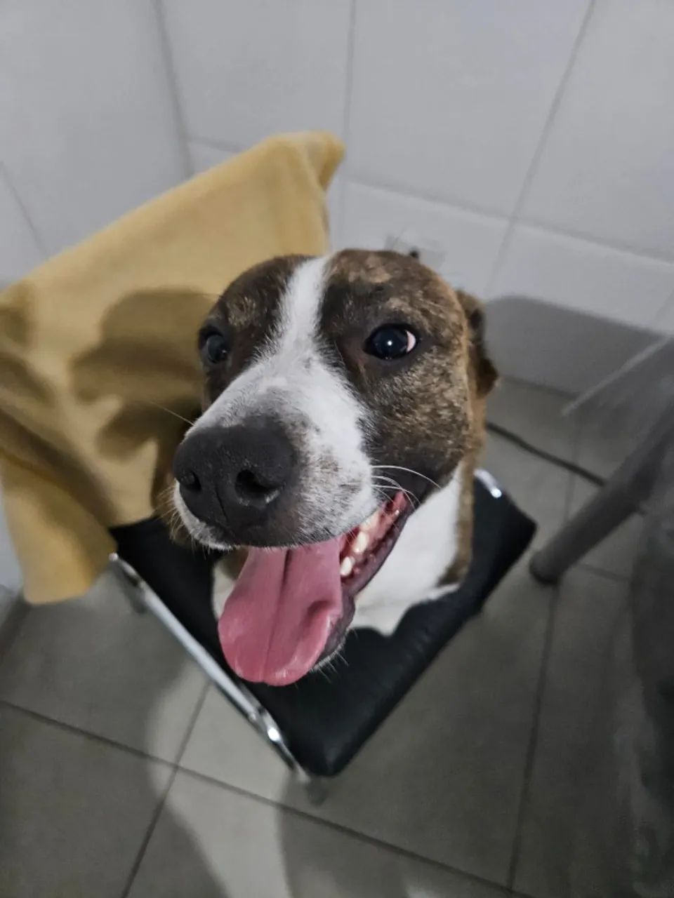 Cachorro Adulto - American Pitbull Terrier Tigrado  - Foto 4