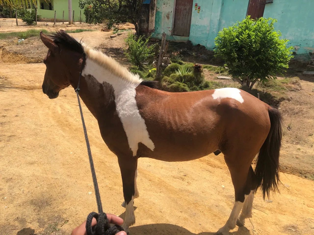 Potro mestiço com manga larga  - Foto 2