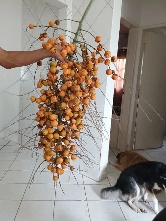 Vendo muda de butiá  - Foto 3