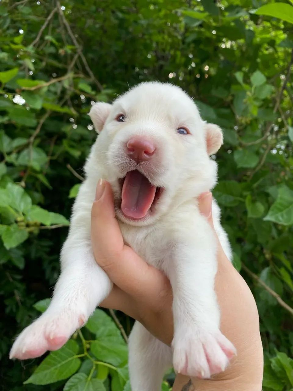 Husky siberiano filhotes Wooly  - Foto 2