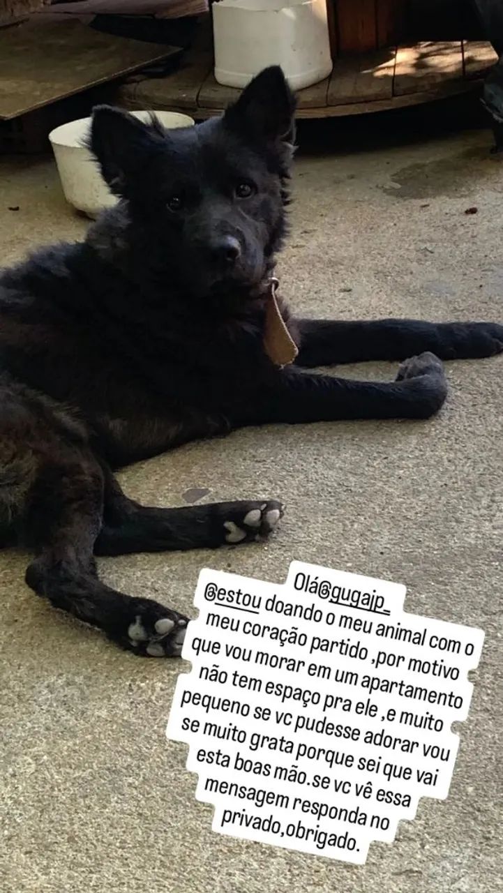 Cachorro  - Foto 5