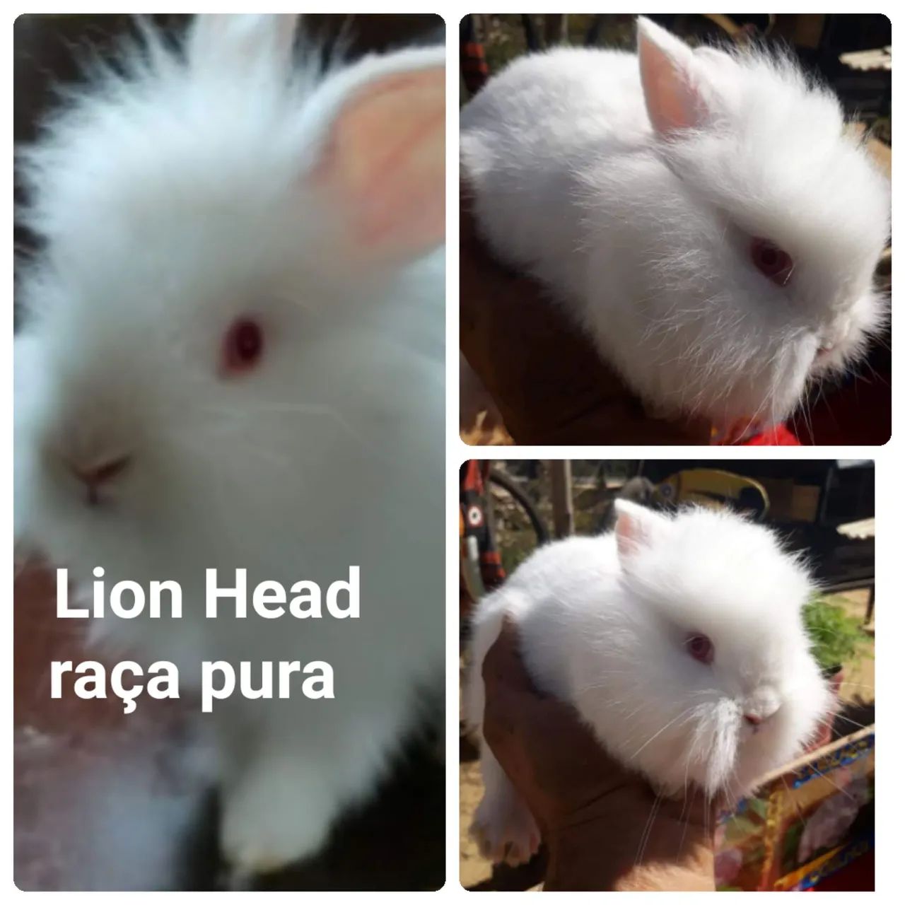 Coelho  Lion Head raça pura albinos  - Foto 4