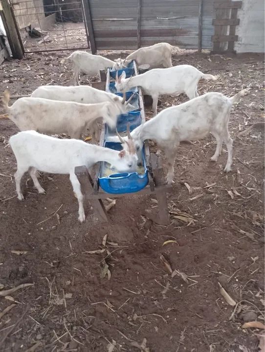 Vendo bodes machos e femias apartir de R$500,00 - Foto 4