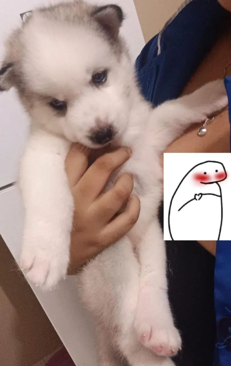 Filhote de Husky Siberiano, 1 mês de idade. Olhos azuis  - Foto 2