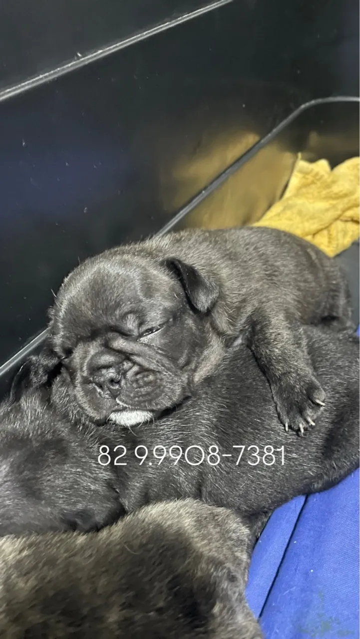 Filhote de Bulldog Francês disponível