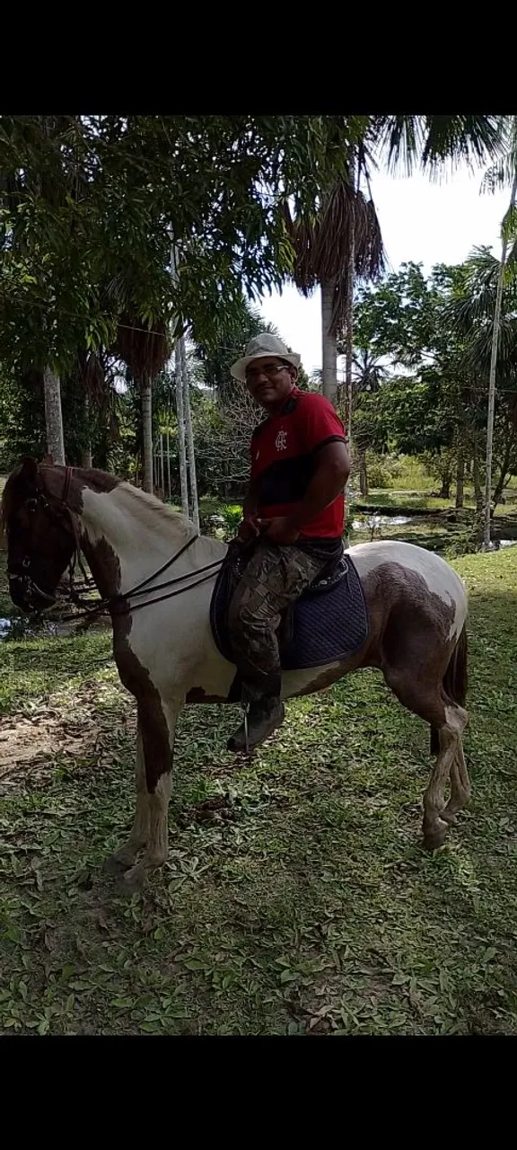Cavalo para venda aberto a negócio 